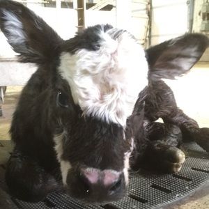 Meet your Posher, Jade